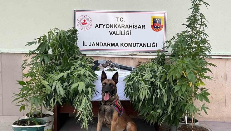 Kova içerisinde kenevir yetiştiren 2 şahsa jandarmadan operasyon