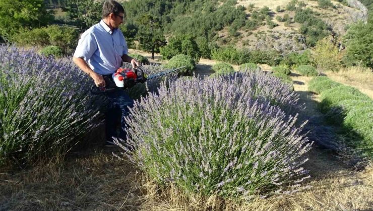 Köylü girişimci 6 yıldır geçimini lavantadan sağlıyor