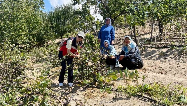 Kütahya’da ahududu üreticisi kadınlar Bursa Tarım İşletmesinde