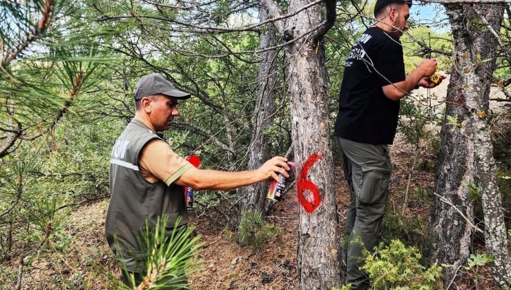 Kütahya’da hava kirliliği etkilerinin değerlendirilmesi için ormanlar gözlemleniyor
