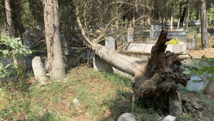 Mezarların üzerine devrilen ağaçları kaldırmayan belediyeye tepki