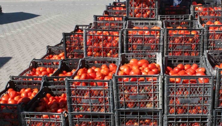 (ÖZEL) Salçalık domatesler görücüye çıktı