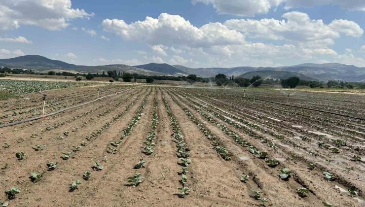 Sinanpaşa’da brokoli üretimi artıyor