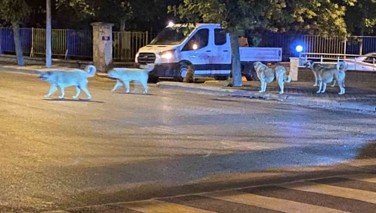 Sürü halinde gezen sokak hayvanları endişeye neden oluyor