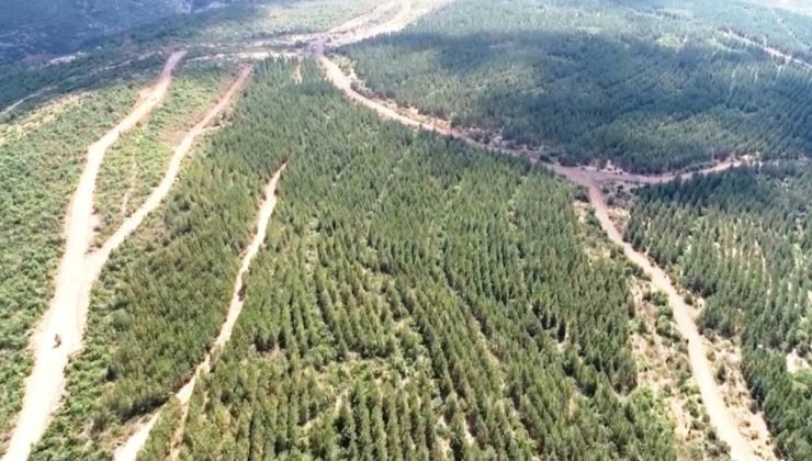 Tavşanlı’da ağaçlandırma sahalarındaki yollarda bakım çalışması