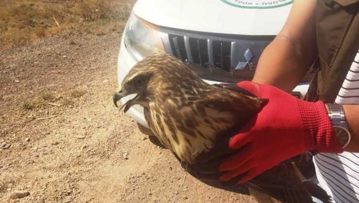 Tavşanlı’da yaralı halde bulunan şahin tedavisinin ardından doğaya salınacak