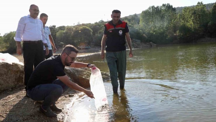 Uşak’a 368 bin adet yavru sazan balığı bırakıldı