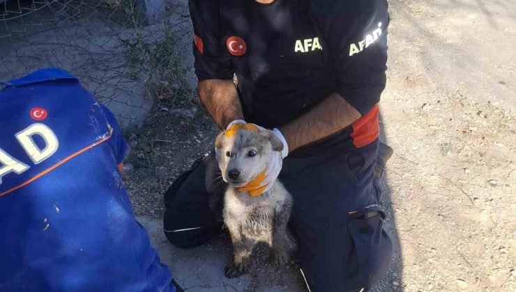 Yavru köpek 4 metrelik çukurdan çıkarıldı