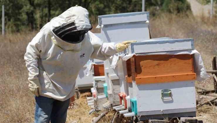 Aldığı devlet desteği ile 30 kovanda lavanta balı üretiyor