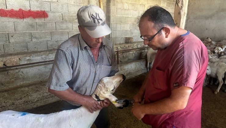 Başmakçı’da hayvan sağlığı çalışmaları devam ediyor