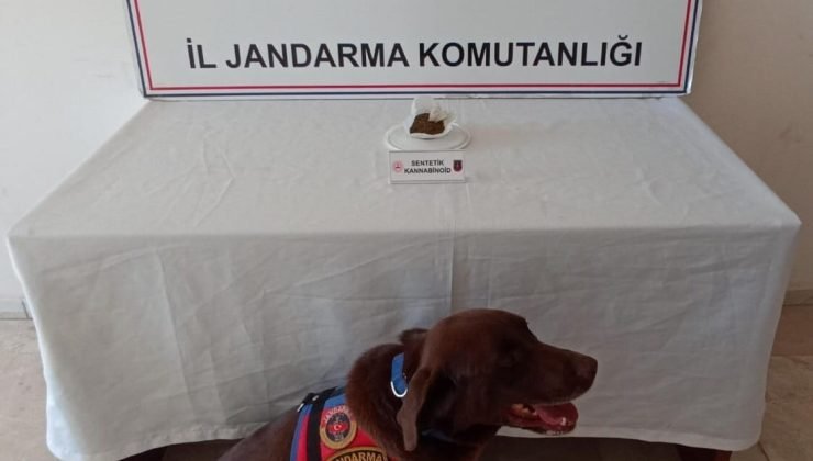 Jandarma yaptığı baskında bonzai ele geçirdi