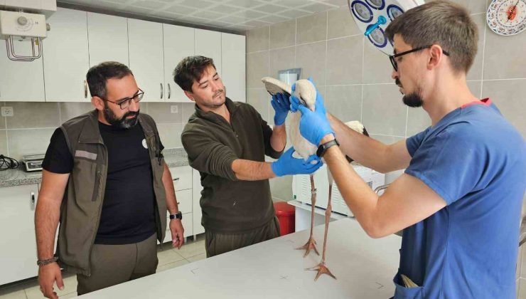 Kütahya’da göç yolunda bitkin düşen leylek tedavi altına alındı