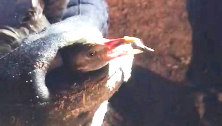 (ÖZEL) Kütahya’da yaralı haldeki karabatak yavrusunu AFAD kurtardı