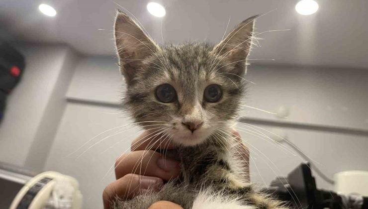 Yemek borusu genişleyen yavru kedi tavuk sesi çıkartıyor