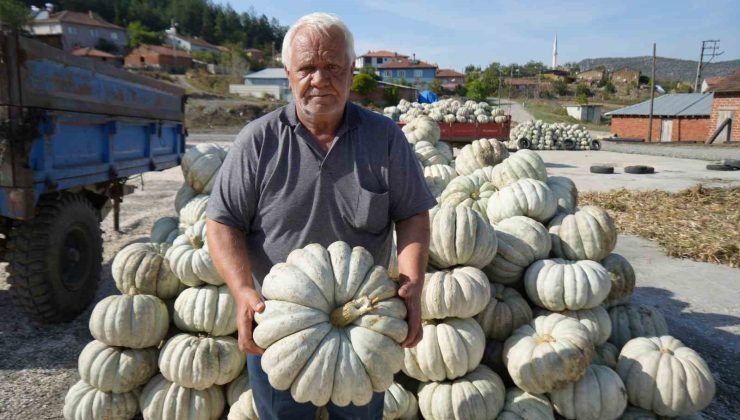 25 yıl önce deneme amaçlı ektiler, şimdi 40 şehre satıyorlar
