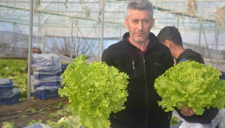 Bilecik’te 1 milyon 126 bin adet marul fidesi dağıtılacak