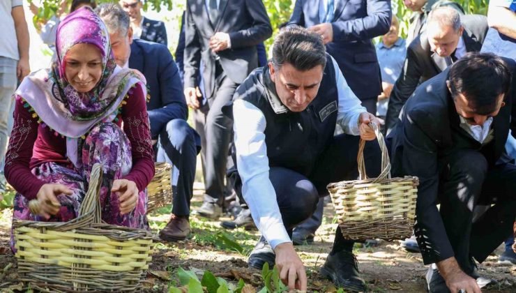 Ceviz üretiminde Türkiye 3’üncüsü Bilecik oldu