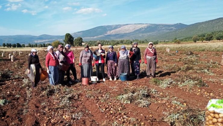Domaniç’te patates hasat çalışmaları kontrol edildi