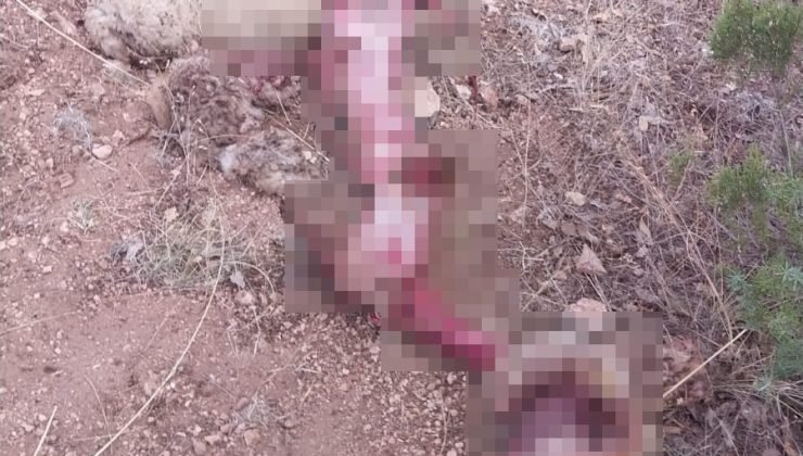 Gediz’de ayı koyunu parçaladı, çobanlar tedirgin