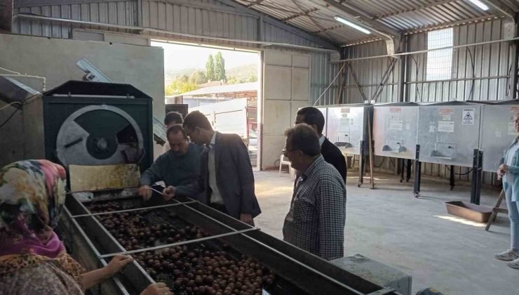 Gölpazarı’nda cevizler kurutmaya bırakıldı