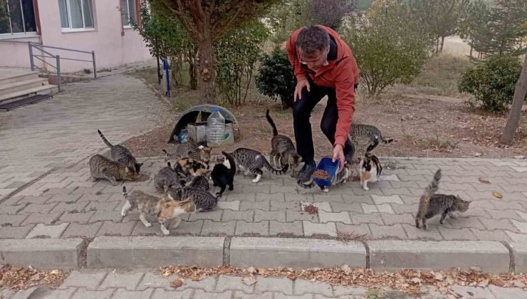 Hisarcık’lı esnaf 30 sokak kedisine bakıyor