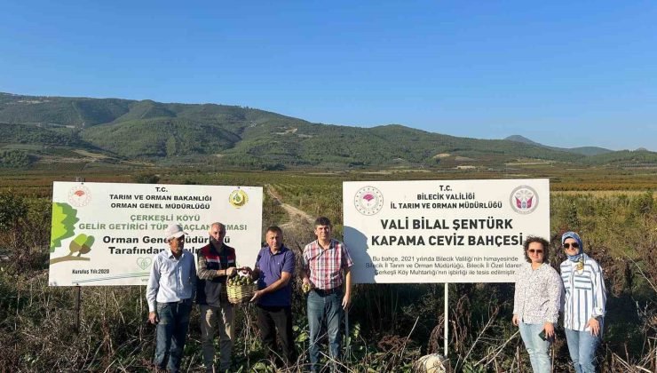 Kavaklığı ceviz bahçesine dönüştüren muhtarlık ilk hasadını yaptı