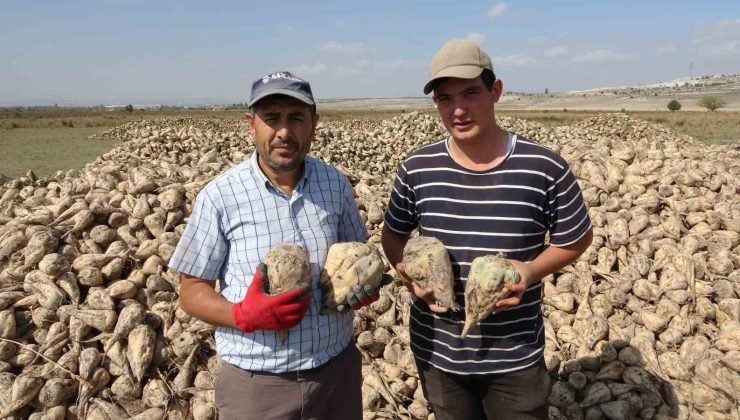 Kütahya’da pancar hasadı başladı