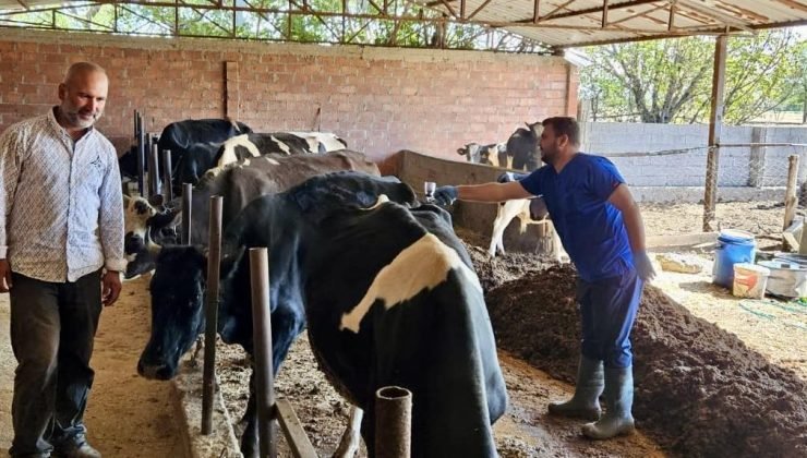 Şap hastalığına karşı aşılama programı sürüyor