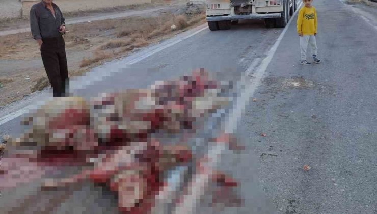 Hafriyat kamyonu sürüye çarptı, 13 koyun telef oldu