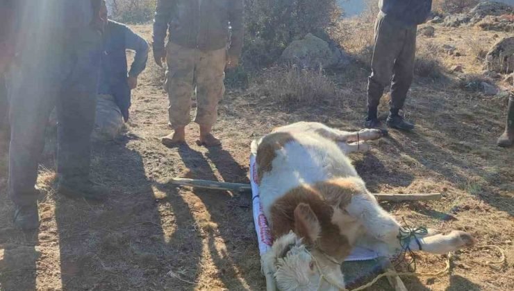 Kayalıklarda mahsur kalan ineği köylüler 10 saatin sonunda kurtardı