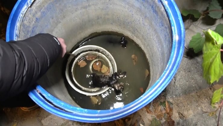 Kütahya’da 3 yavru kedi su dolu varilde ölü bulundu