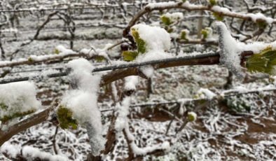 Eskişehir İçin Zirai Don Tehlikesi: Meteoroloji uyardı