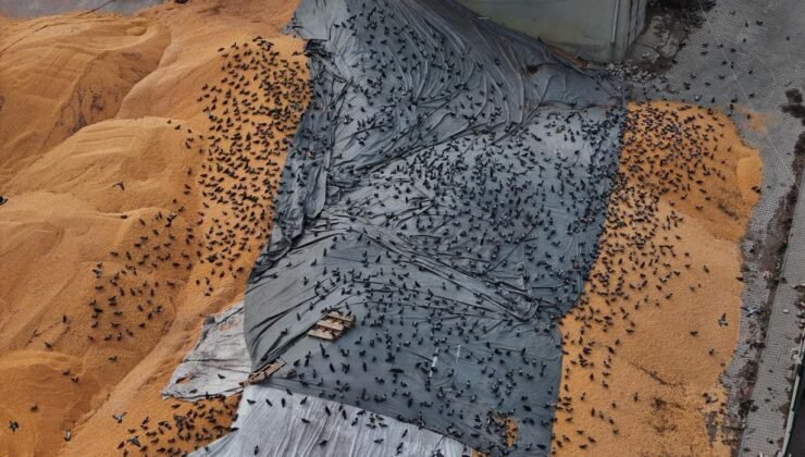 Eskişehir’de Yüzlerce Güvercin Hububat Yığınlarında Karınlarını Doyuruyor