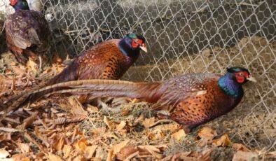 Osmanlı mutfağının gözdesi Sülün, Amasya Üniversitesi’nde üretildi