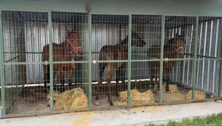 Çifteler’de 215 kilogram kaçak at eti ele geçirildi