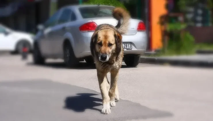 Adana’da başıboş sokak köpekleri toplanıyor…