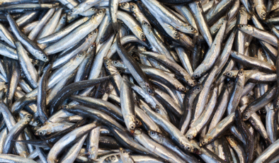 Balıkçıların yüzü hamsiyle güldü