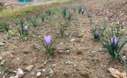 Kralların Baharatı Kırıkkale’de toprakla buluştu