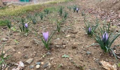 Kralların Baharatı Kırıkkale’de toprakla buluştu