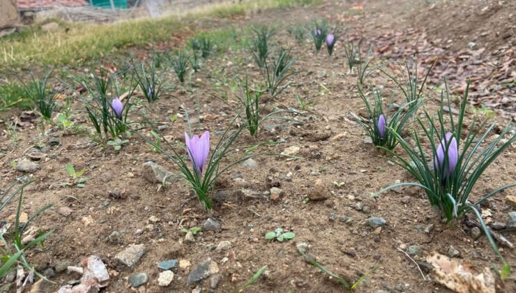 Kralların Baharatı Kırıkkale’de toprakla buluştu