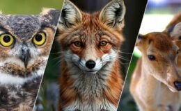 DKMP, 13 yılda 73 bin yaban hayvanını doğaya kazandırdı