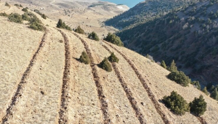Doğu Anadolu’da yaklaşık 9 milyon fidan ve tohum toprakla buluşturuldu