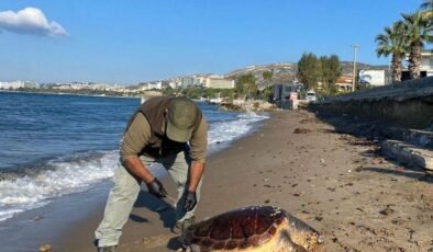 Kuşadası'nda 3 deniz kaplumbağası ölü bulundu