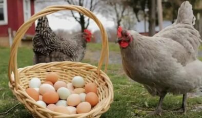 Tavuk eti üretimi artarken yumurta azaldı