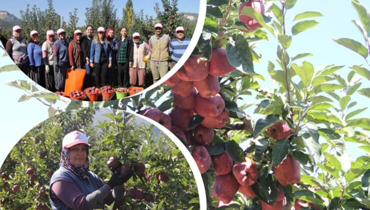 Isparta elması cep yakacak