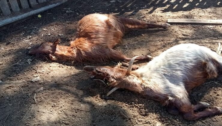 Isparta’da kurt saldırıları üreticiyi bezdirdi