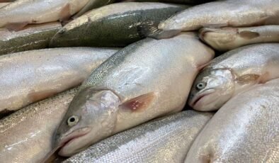 Türk somonu dünya pazarında büyüyor: Hedef milyar dolar