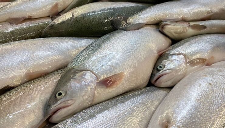 Türk somonu dünya pazarında büyüyor: Hedef milyar dolar