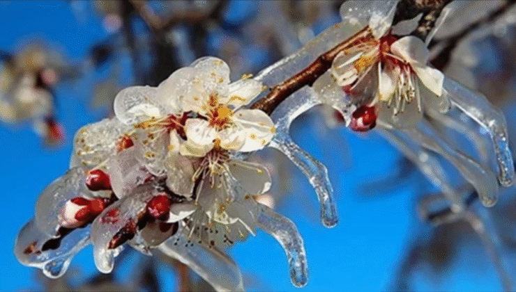 Zirai Don'dan Etkilenen Ürünlere yeni destekleme ödemesi