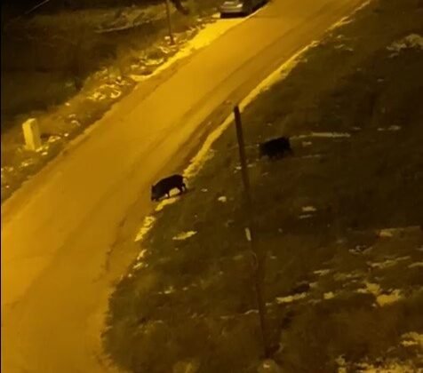 Aç kalan domuzlar şehre indi